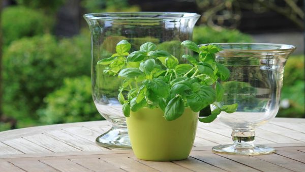 Garden Accessories E-Commerce Export Business Opportunity