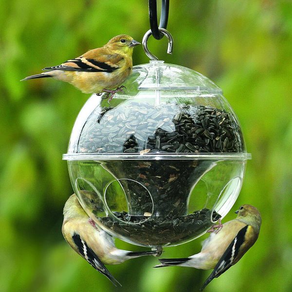 Bird Food, Poultry & Animal Food E-Commerce Export Business Opportunity