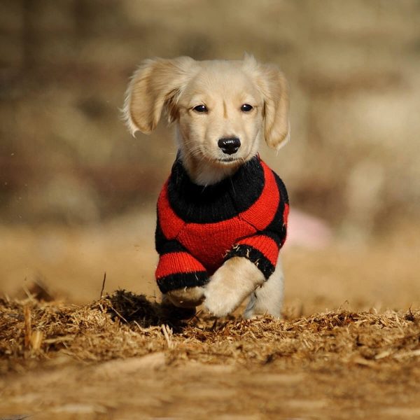 Animal Clothing & Accessories E-Commerce Export Business Opportunity