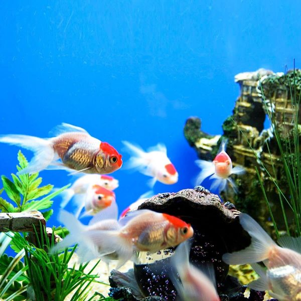 Aqua Culture, Aquarium & Supplies E-Commerce Export Business Opportunity