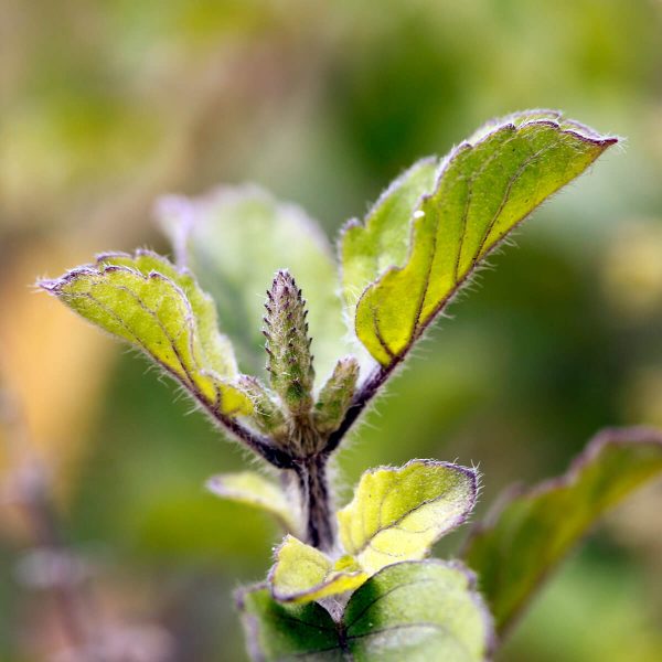 Ayurvedic Powder and Medicinal Herbs E-Commerce Export Business Opportunity